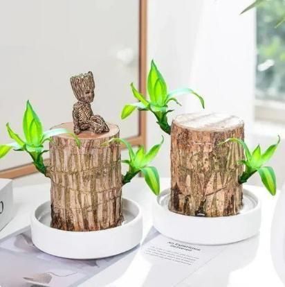 Imported Lucky Brazilian wood plant (Pack of 2)